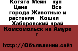 Котята Мейн - кун › Цена ­ 19 000 - Все города Животные и растения » Кошки   . Хабаровский край,Комсомольск-на-Амуре г.